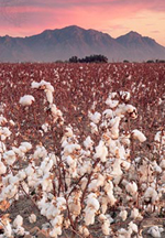 Cotton