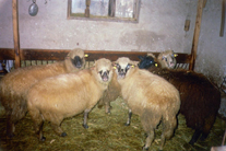 Sheep